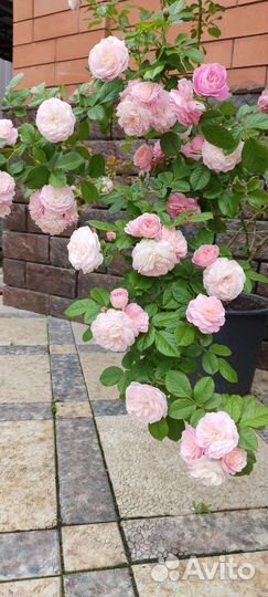 Роза Букет парфе