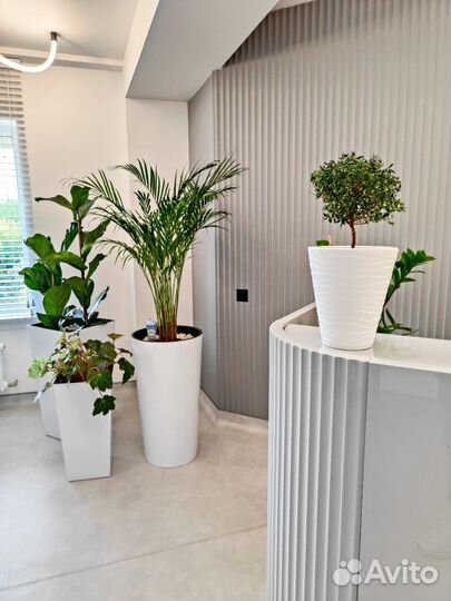 Озеленение под ключ. Алоэ Вера