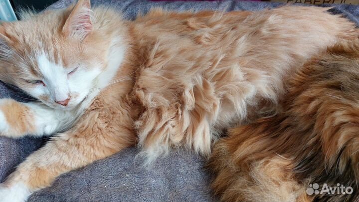 Котики бесплатно