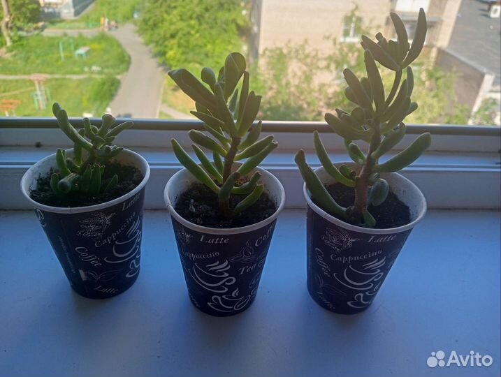 Суккуленты красула хоббит