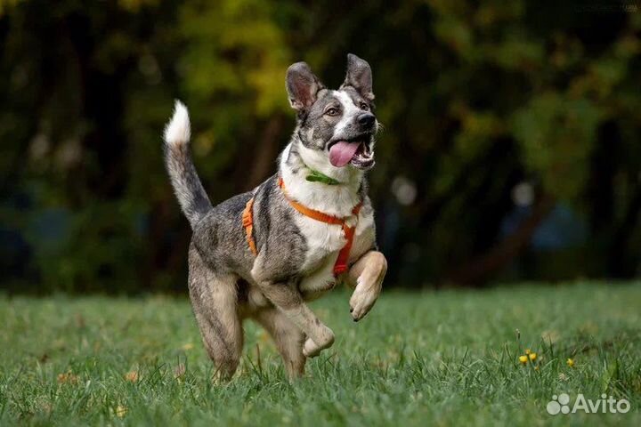 Собака в добрые руки