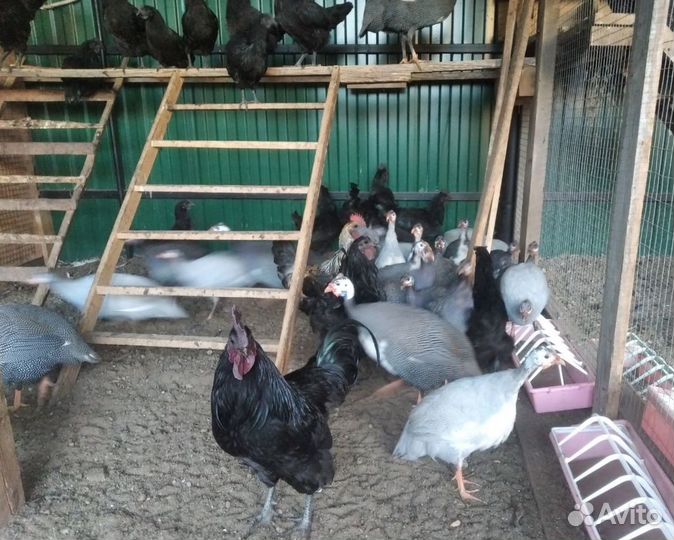 Продаю цесарок, декоративных и черных петухов