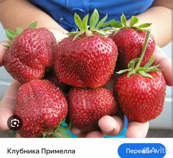 Рассада клубники