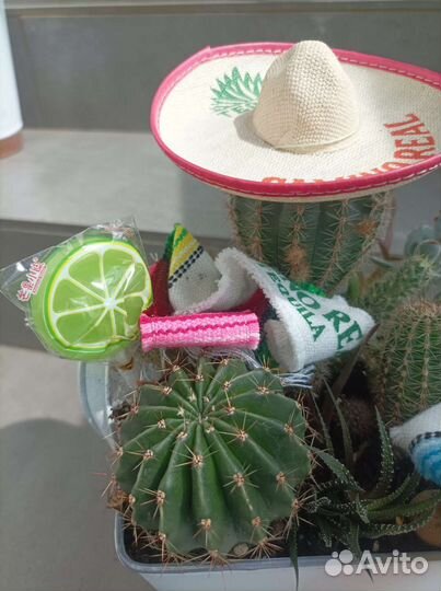 Кактусы и суккуленты, кактус, флорариум