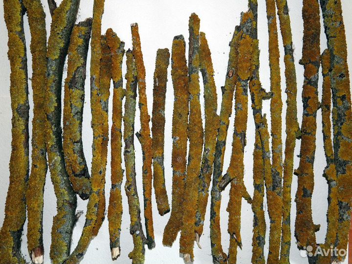 Жёлтый лишайник и листовой опад