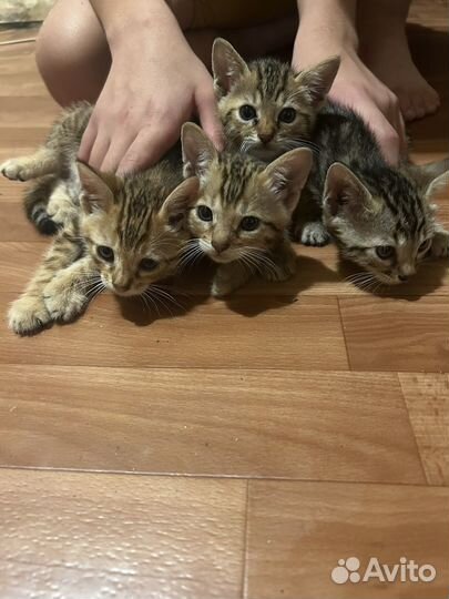 Бенгальские котята