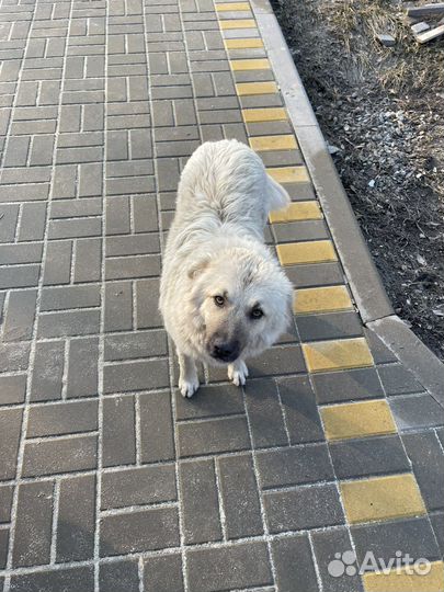 Собака в добрые руки