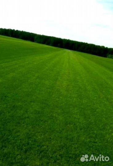 Рулонный газон 
