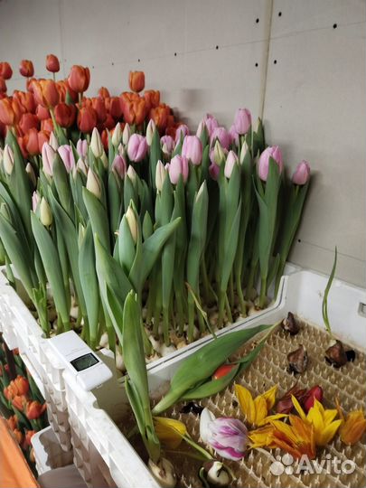 Продам цветы тюльпаны самые свежие прям с куста