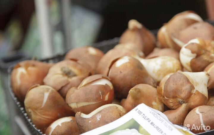 Луковица тюльпанов оптом 12;14+для выгонки
