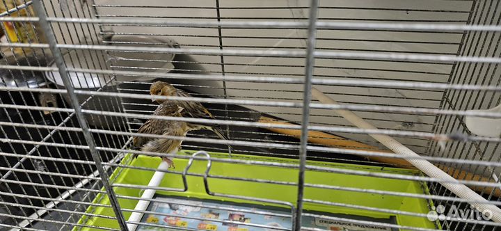 Канарейки пара