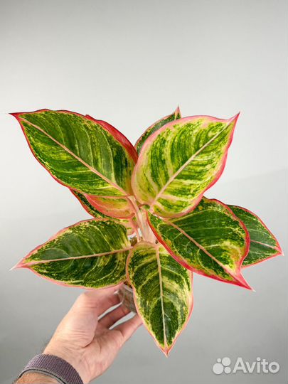 Аглаонема Пинки Пай