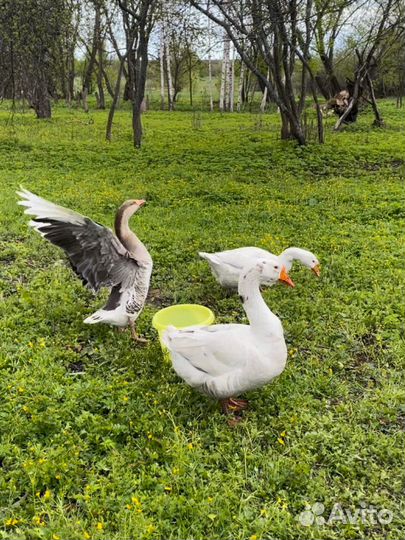 Гусь или яйцо