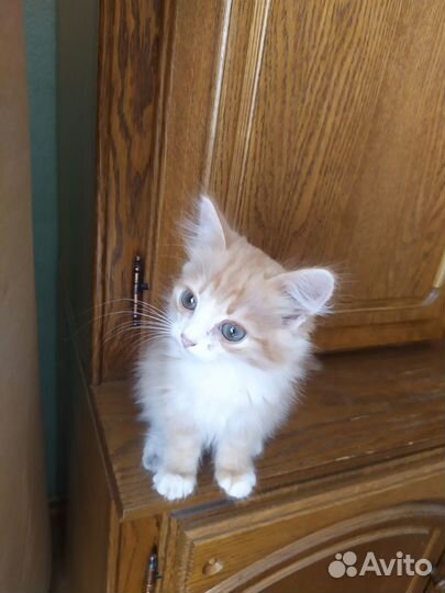 Рыжий котенок