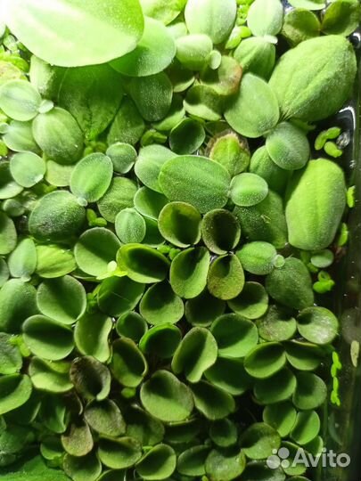 Растения ряска,пистия