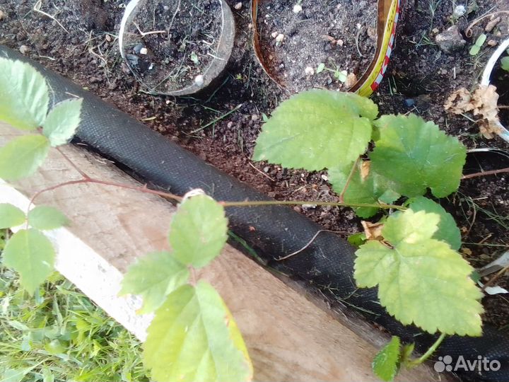 Саженцы ежевики Агавам зкс