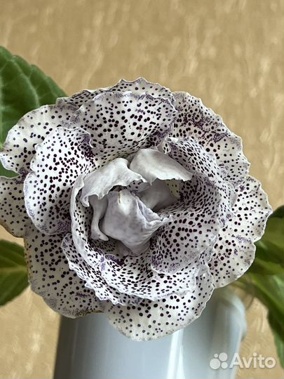 Глоксинии сортовые