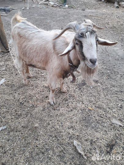 Козел нубийский