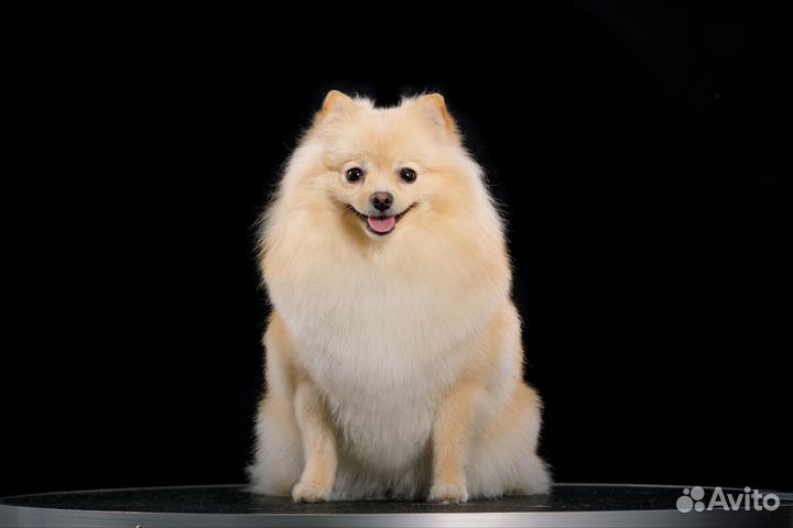 Груминг собак и кошек. Грумер