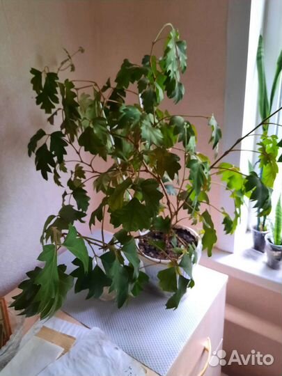 Бенджамина, Гибискус, Цисус