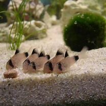 Коридорас панда (Corydoras panda)