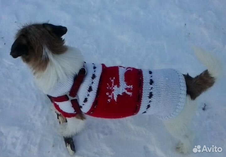 Свяжу попону для собачки