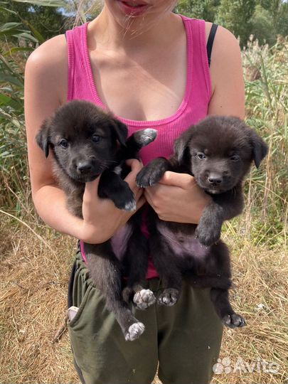 Спасите щенков