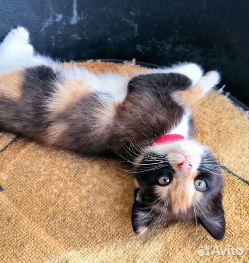 Котенок