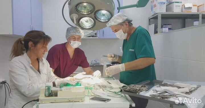 Ветеринарный врач на дом круглосуточно