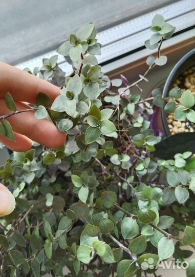 Каллизия green/зеленая