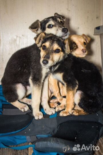 Щенки в добрые руки