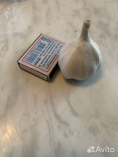 Летний чеснок