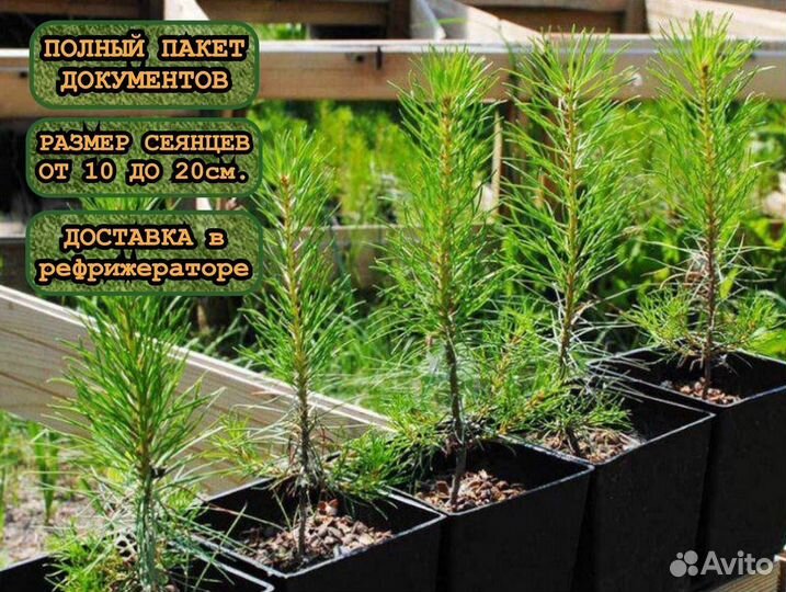 Зкс сеянцы сосны и ели