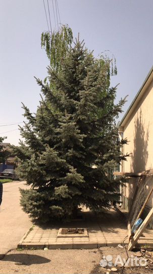 Ель голубая 8метров