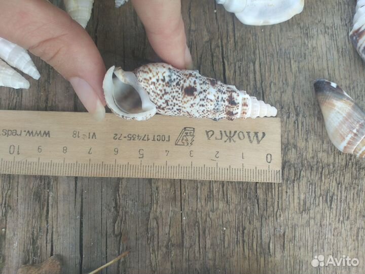 Морские ракушки раковины каури