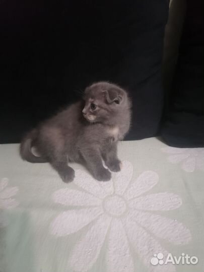 Котята в дар