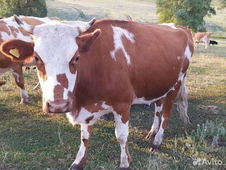 Телки стельные