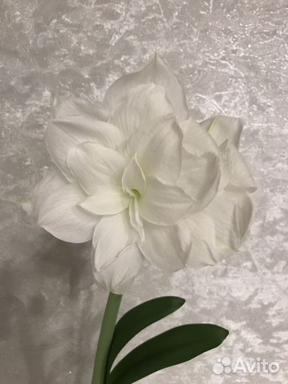 Амариллисы, гиппеаструм