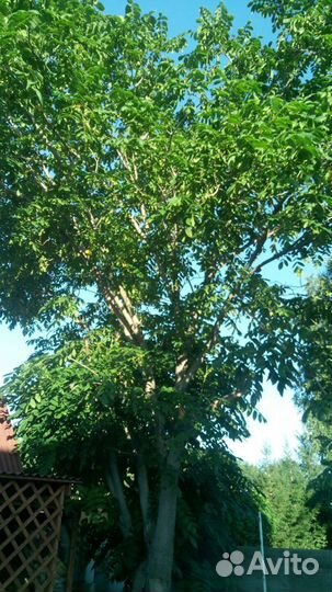 Саженцы и плоды маньчжурского ореха