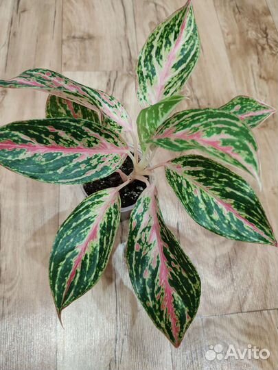 Аглаонема Баттерфляй