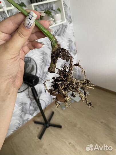 Монстера альба