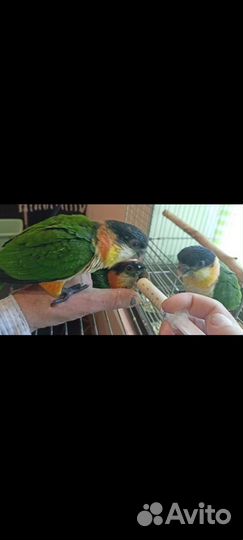 Попугай Клоун Каик птенцы