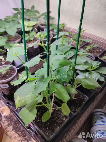 Рассада помидор/огурцов