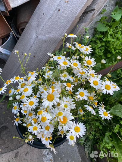 Букеты из живых цветов