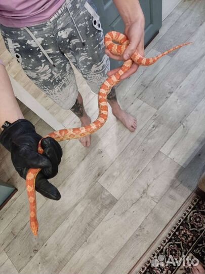 Змея маисовый полоз