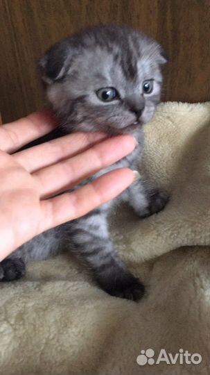 Шотландская