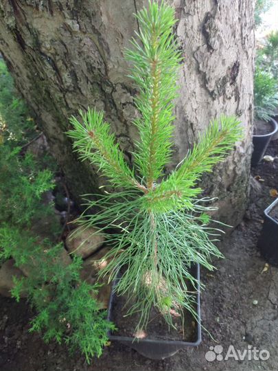 Туя Смарагд, можжевельник