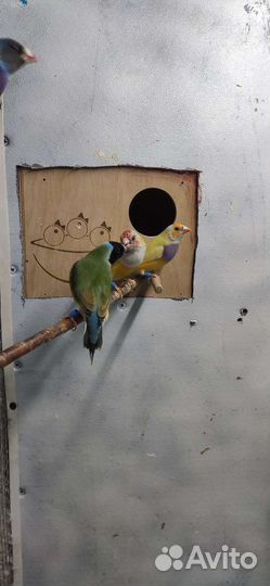 Амадины Гульда