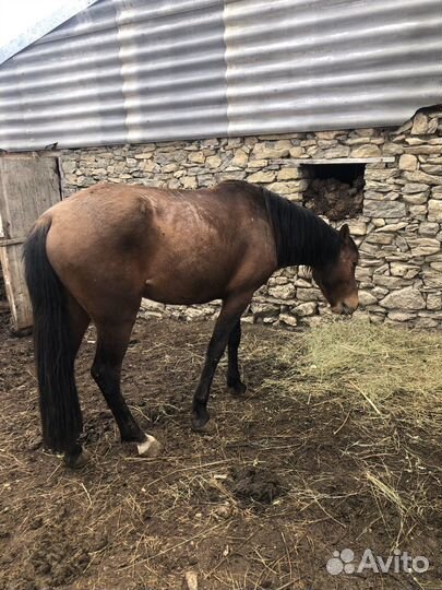 Жеребец иноходец