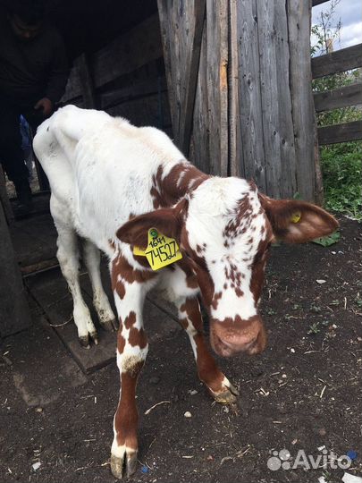 Бычки и телята